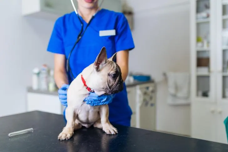 French Bulldog undergoing a veterinary examination.