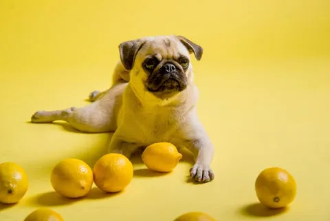 Funny Pug dog playing with lemons on a yellow surface