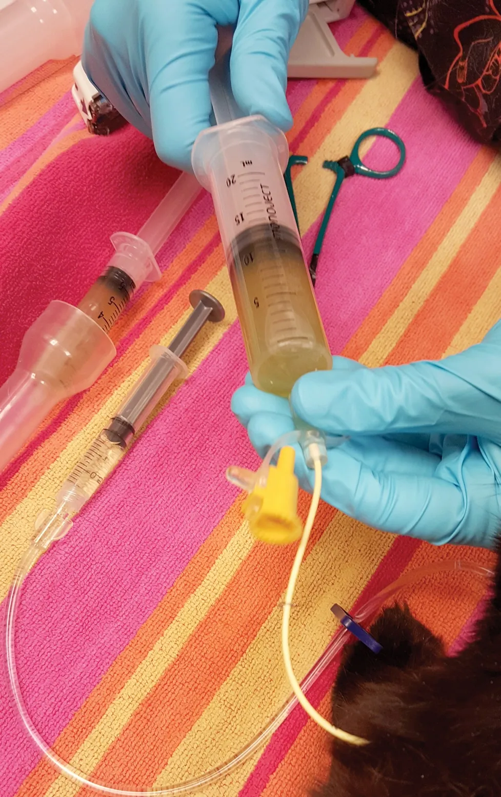 Gastric contents aspirated through a nasogastric tube to assess motility in a parvo patient.