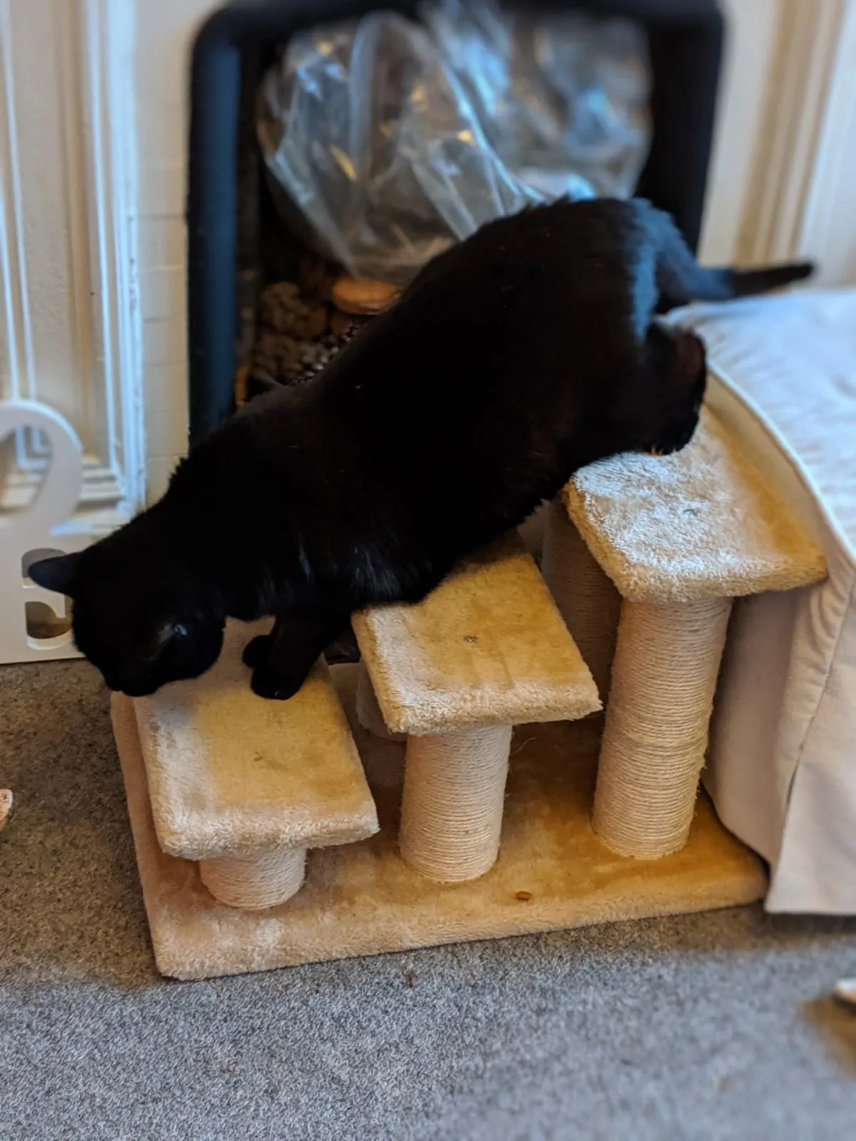 Geriatric cat on custom steps