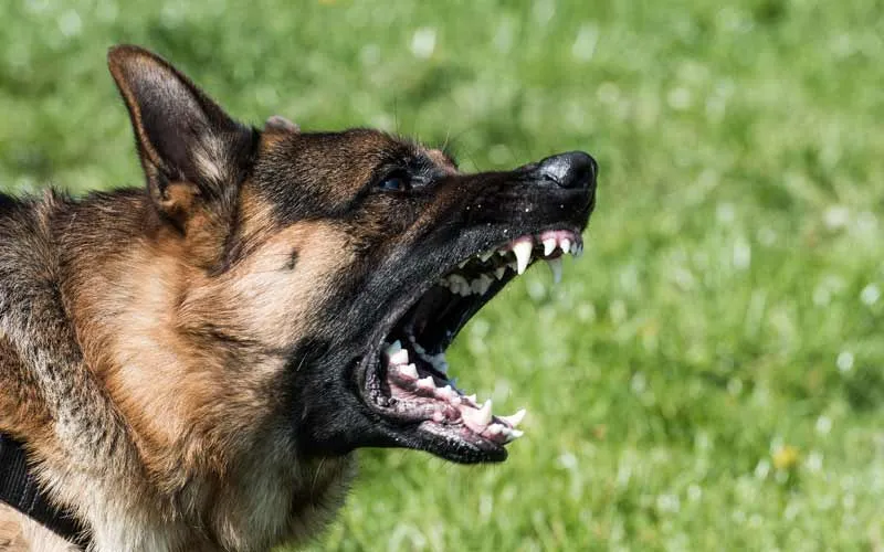 German Shepherd barking alertly