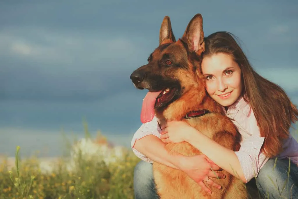 German Shepherd - Diabetic alert dog
