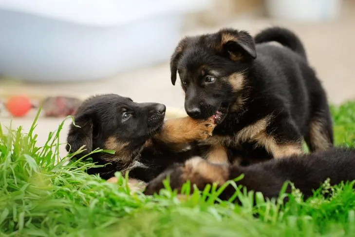 German Shepherd Dog puppies wrestling in the grass, displaying natural play behavior.