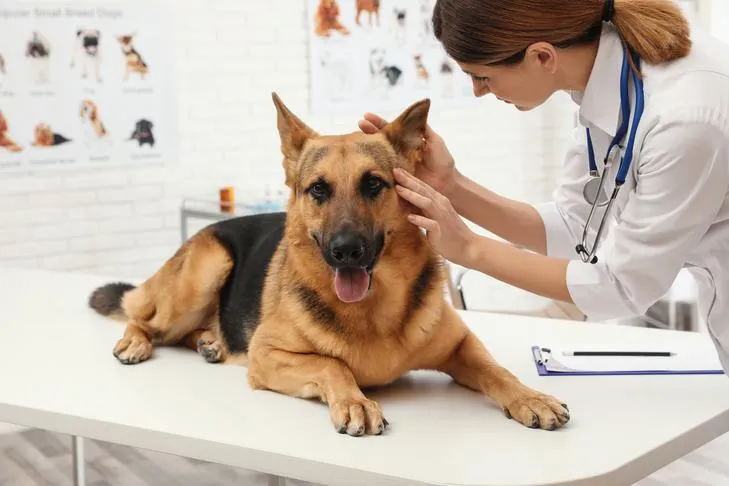German Shepherd Dog receiving a thorough check-up from a veterinarian in a clinic setting.