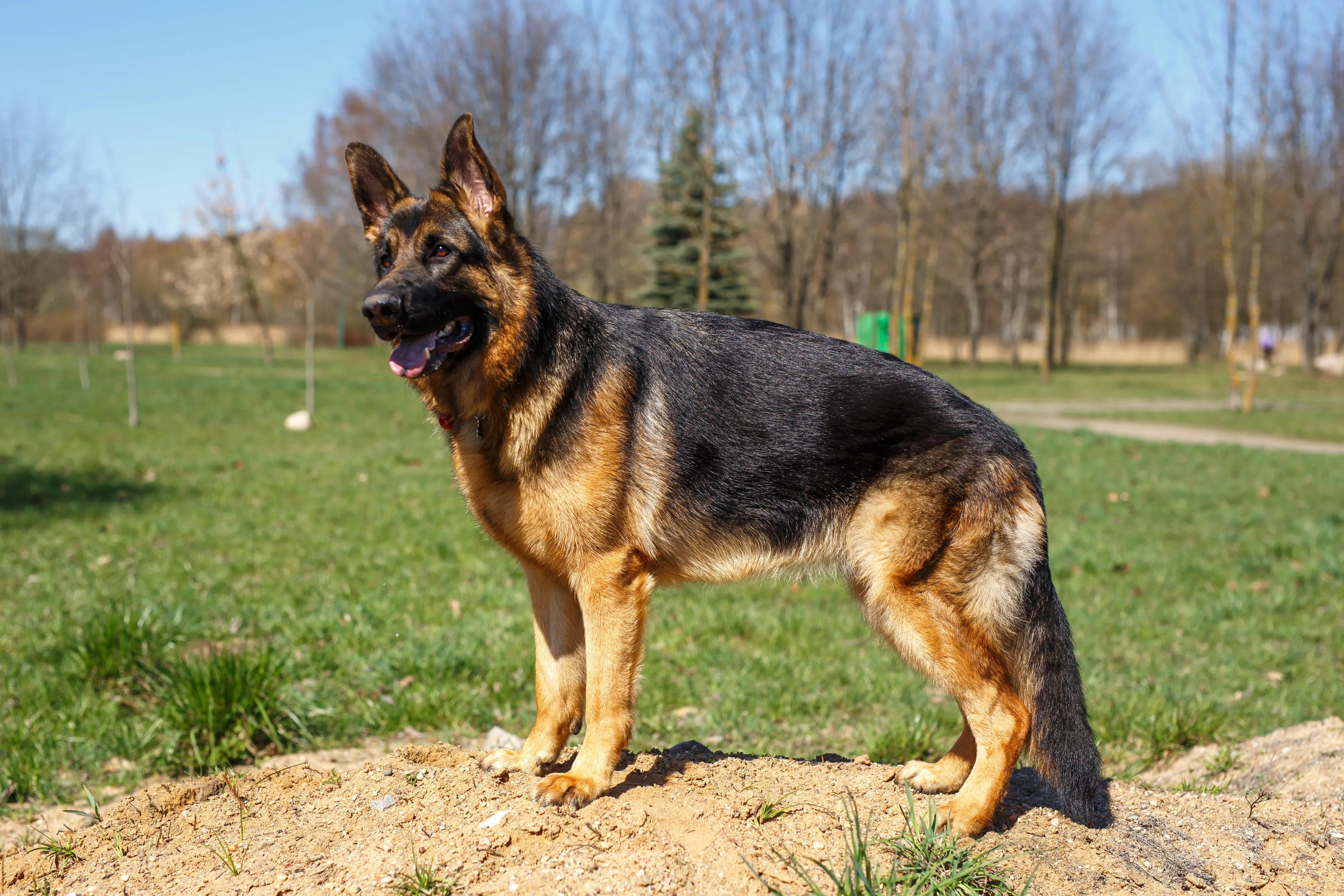 German Shepherd listening attentively to owner