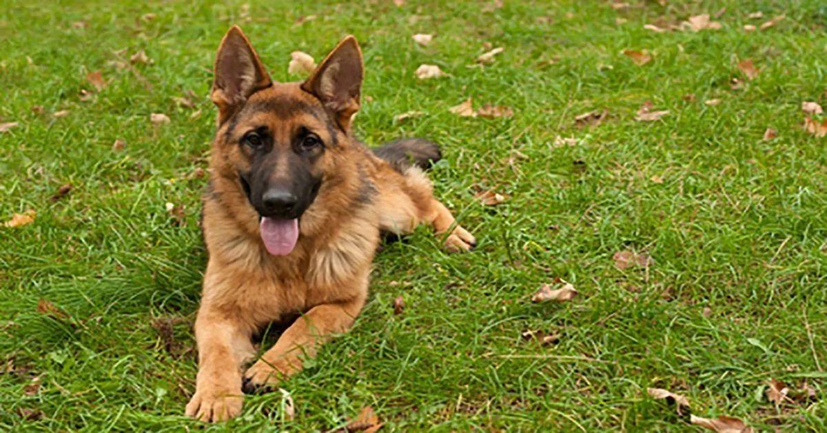 German Shepherd performing army crawl trick