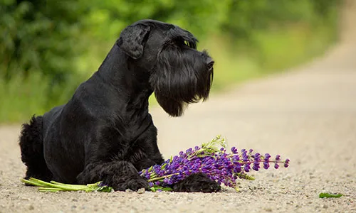 Giant Schnauzer