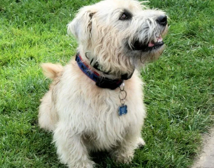 Glen of Imaal Terrier dog breed