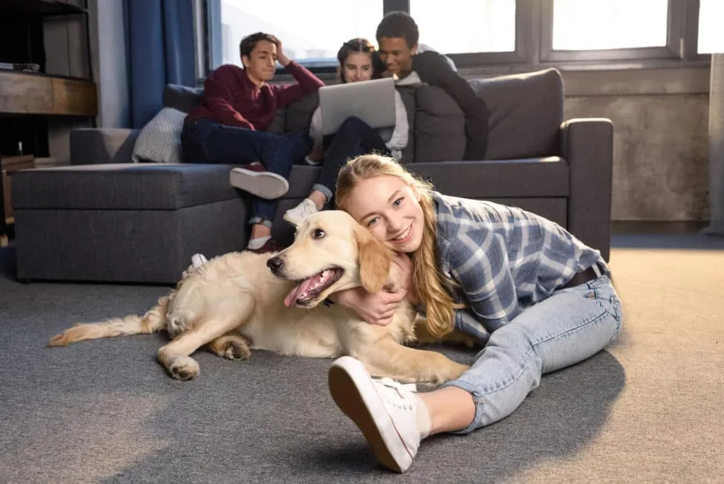 Golden Retriever - Diabetic alert dog
