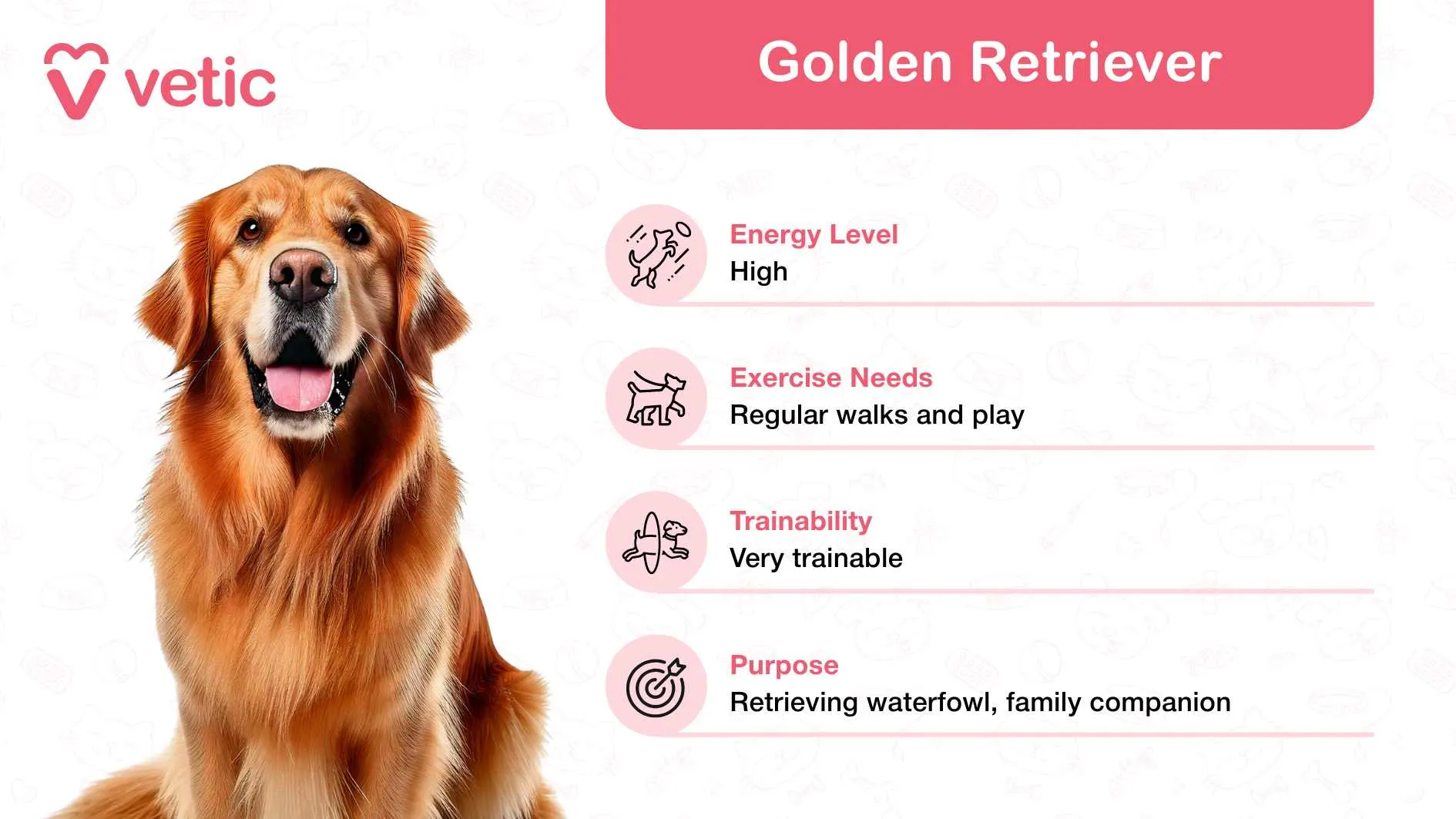Golden Retriever showcasing its affectionate, trainable traits as a family and kid-friendly dog breed in India