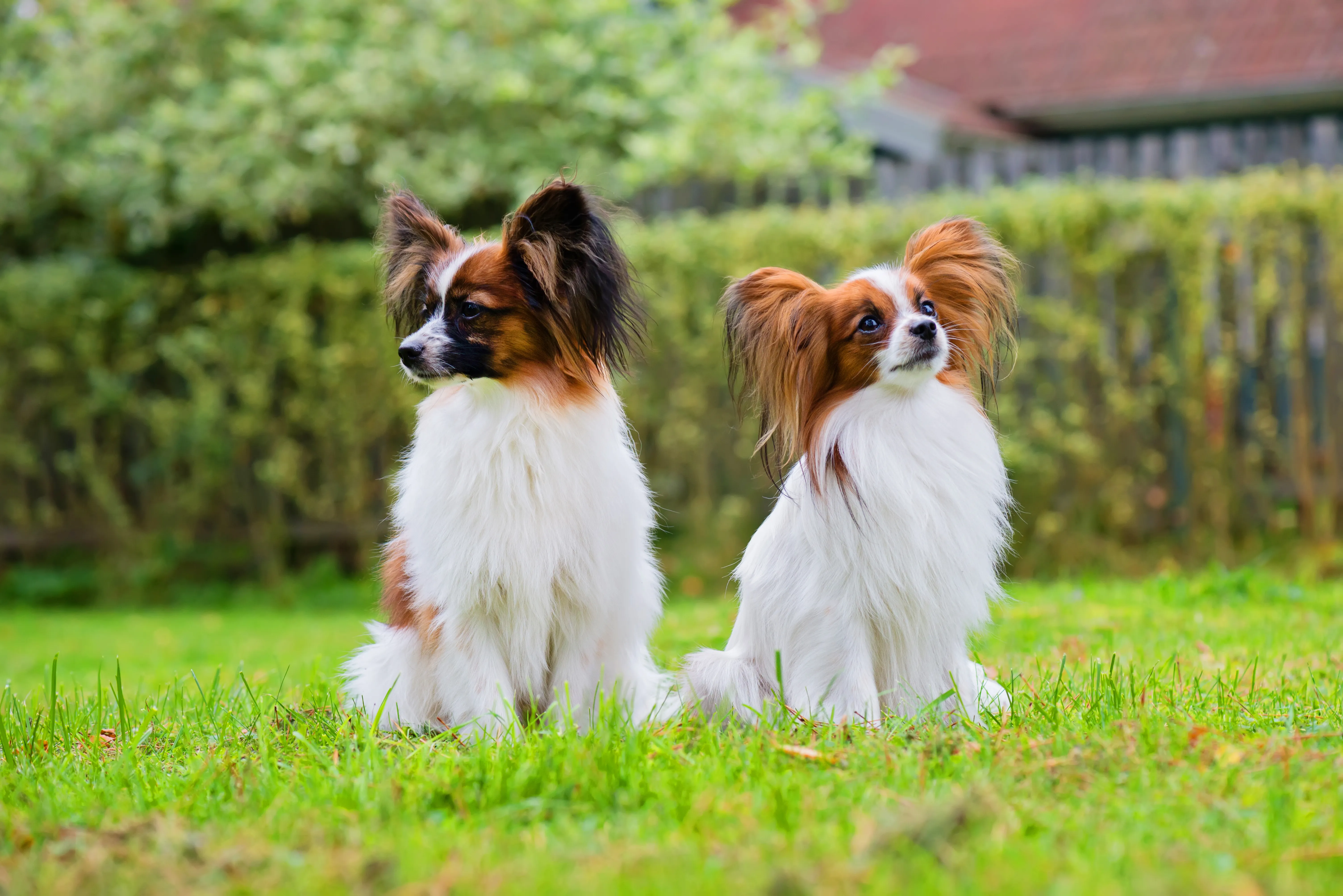 Graceful Papillon with distinctive ears featured by vets