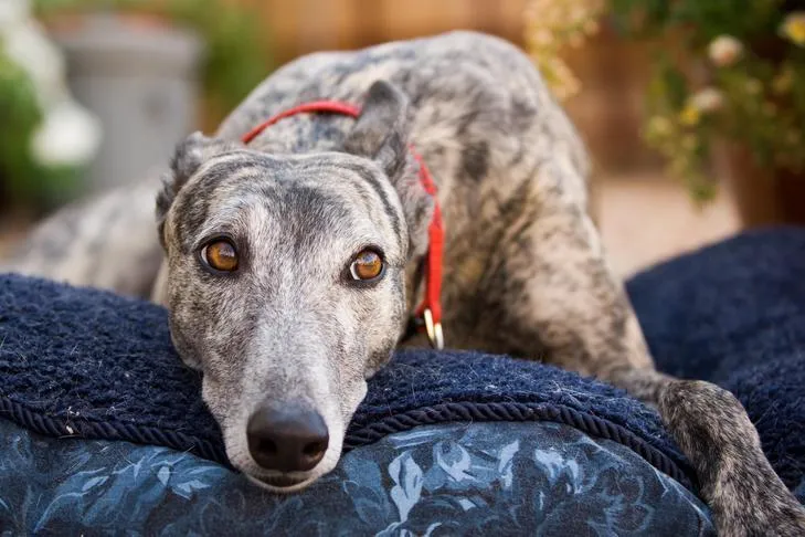 Greyhound laying down on a dog bed outdoors