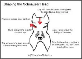 Groomed face of Miniature Schnauzer Jack