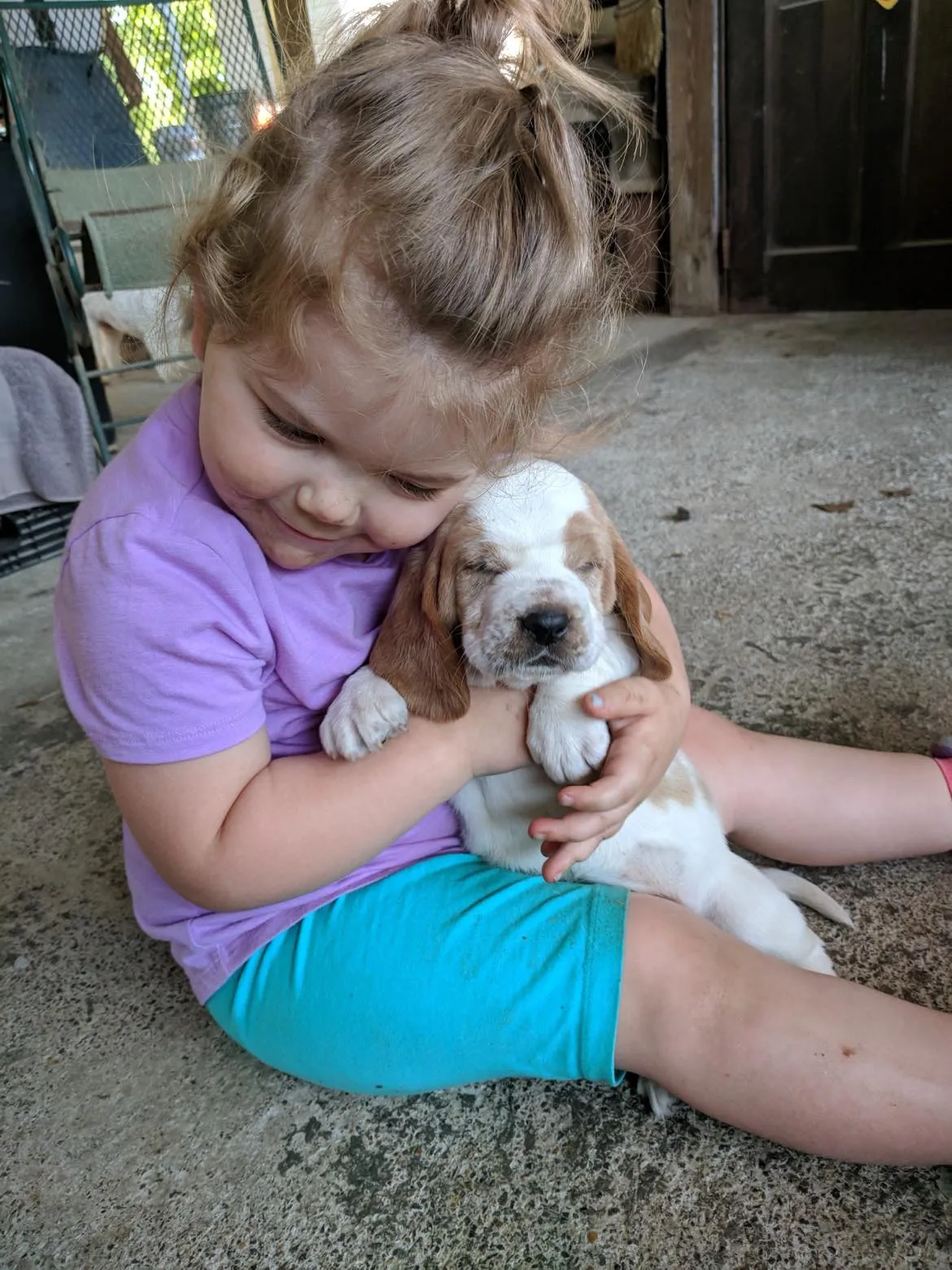 Group of Basset puppies with unique markings