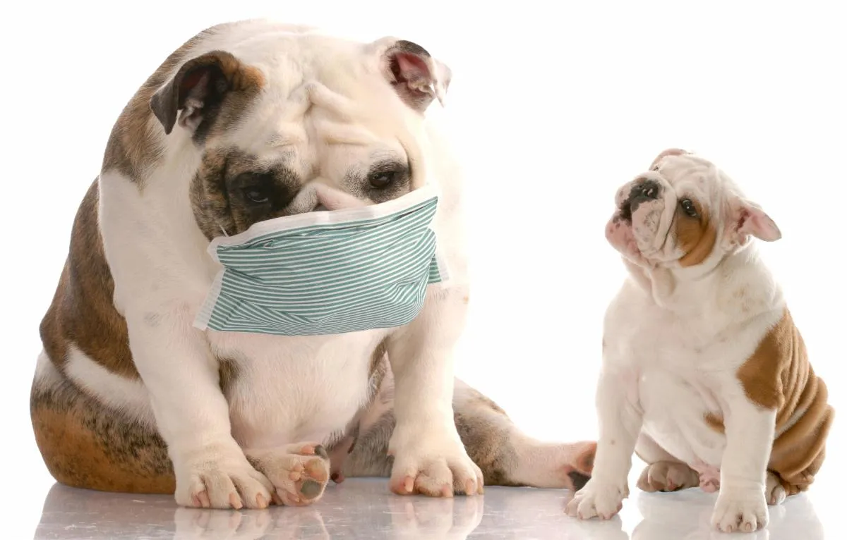 Group of healthy and happy puppies playing together
