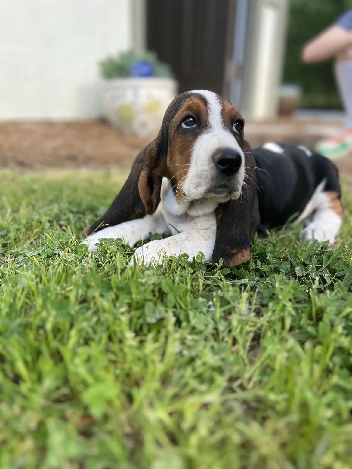 Group of playful Basset Hound puppies exploring their play area