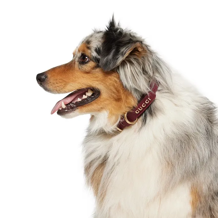 Gucci signature leather dog collar design