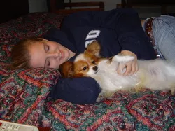 Guido the Papillon in conformation ring
