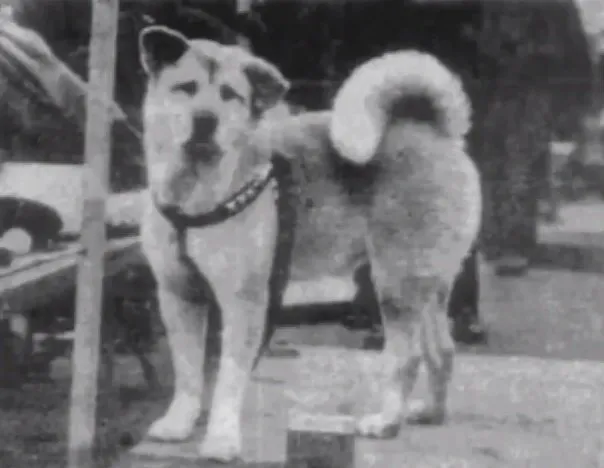 Hachiko at the train station