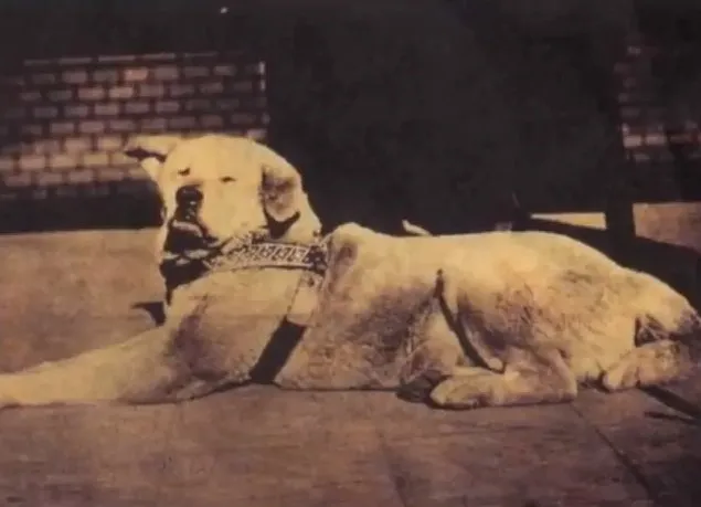 Hachiko waiting at the train station