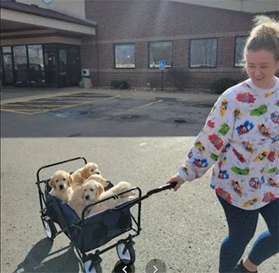 Hannah W Golden Retriever Breeding Review Image
