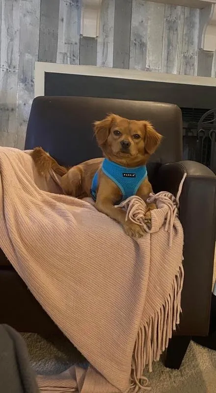 Happy and healthy dog