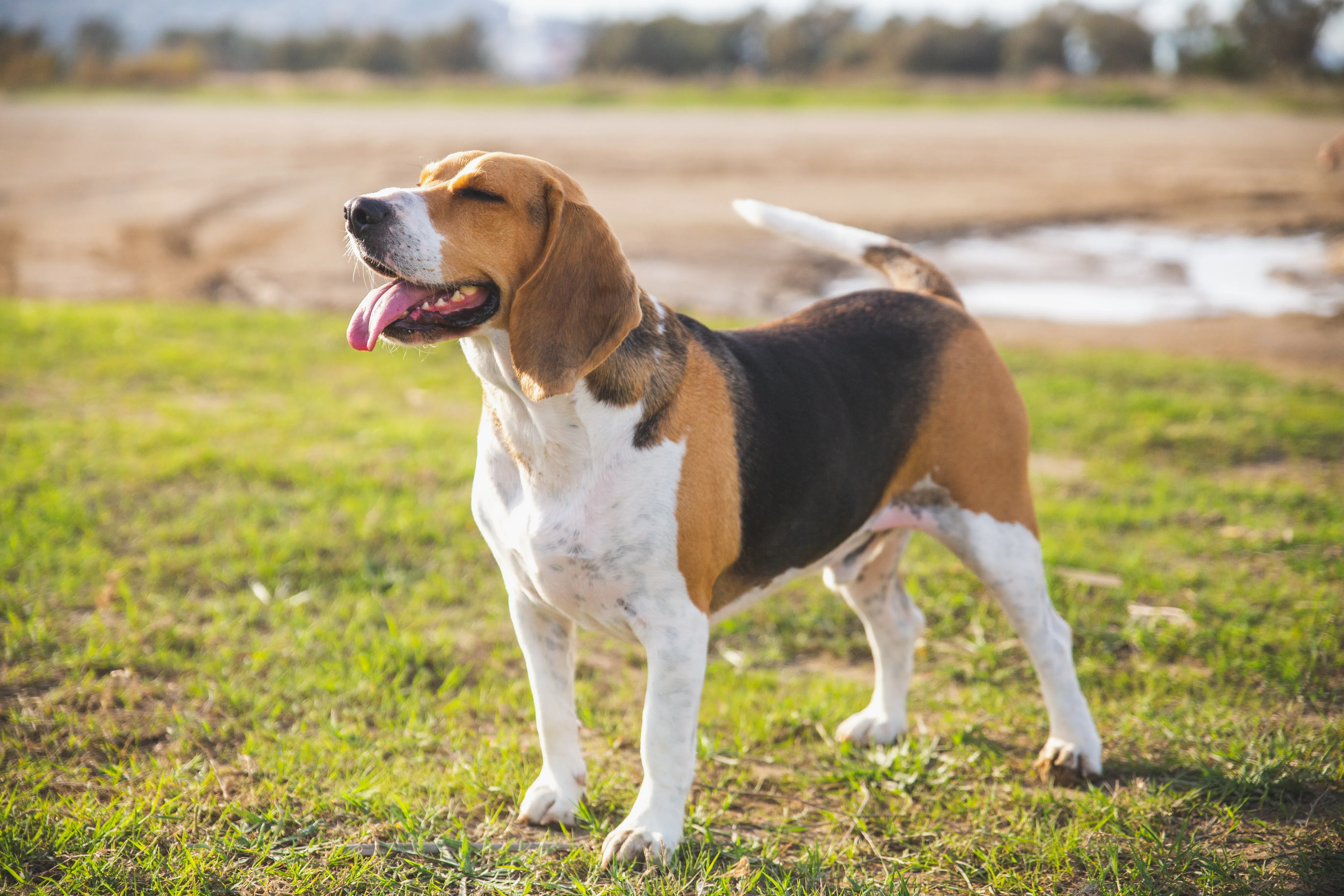 Happy Beagle standing on green grass