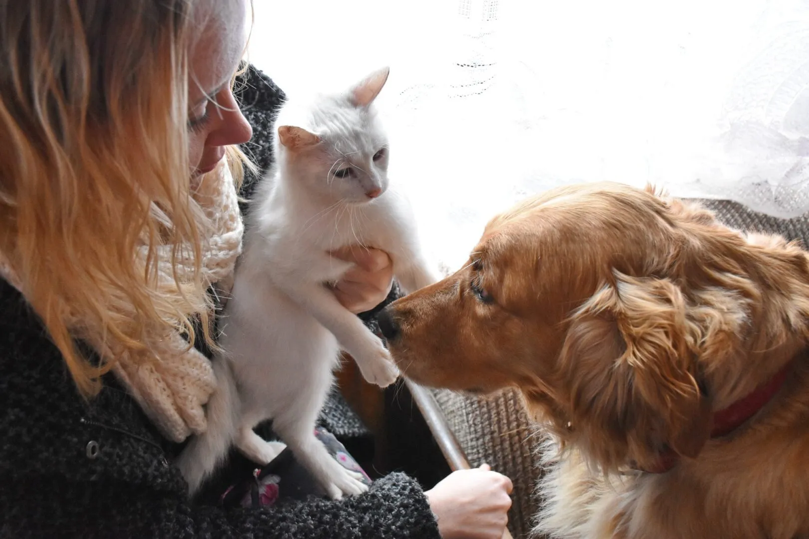Happy dog and cat being petted by their owners, illustrating good pet care.