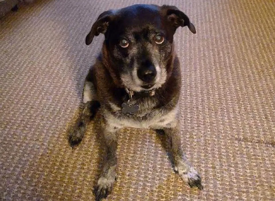 Happy dog with improved digestion after switching to Freshpet