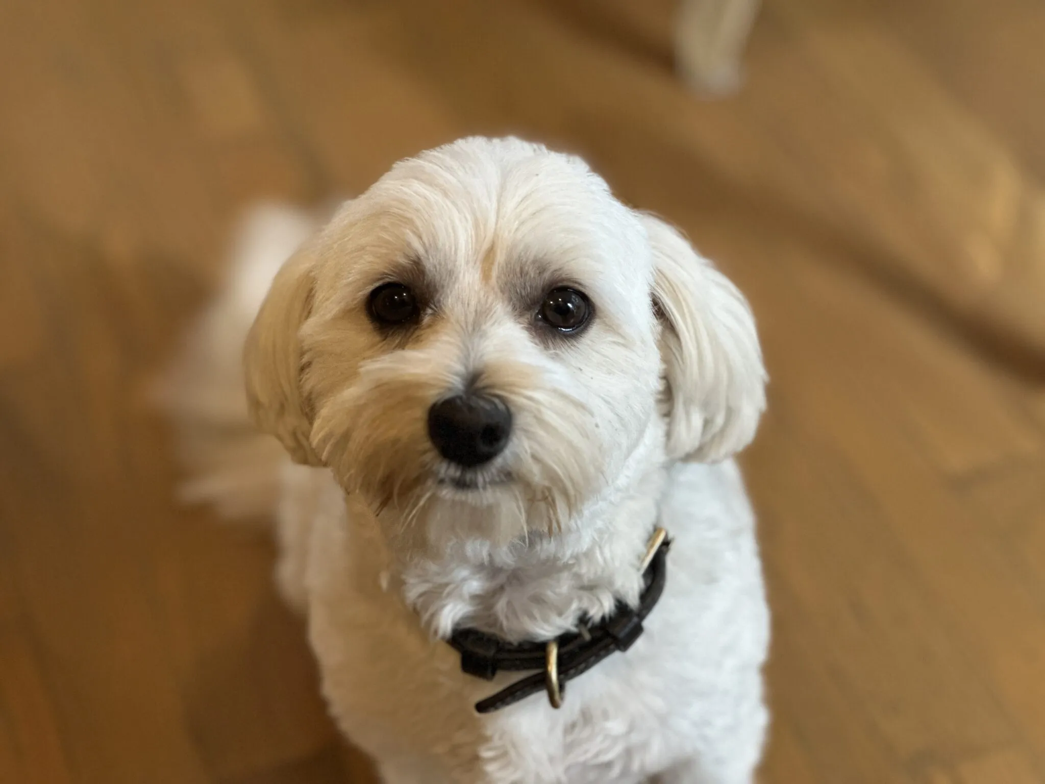 Havanese dog cautiously exploring a backyard