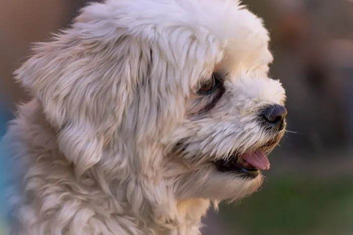 Havanese dog showcasing alert expression ideal for psychiatric service