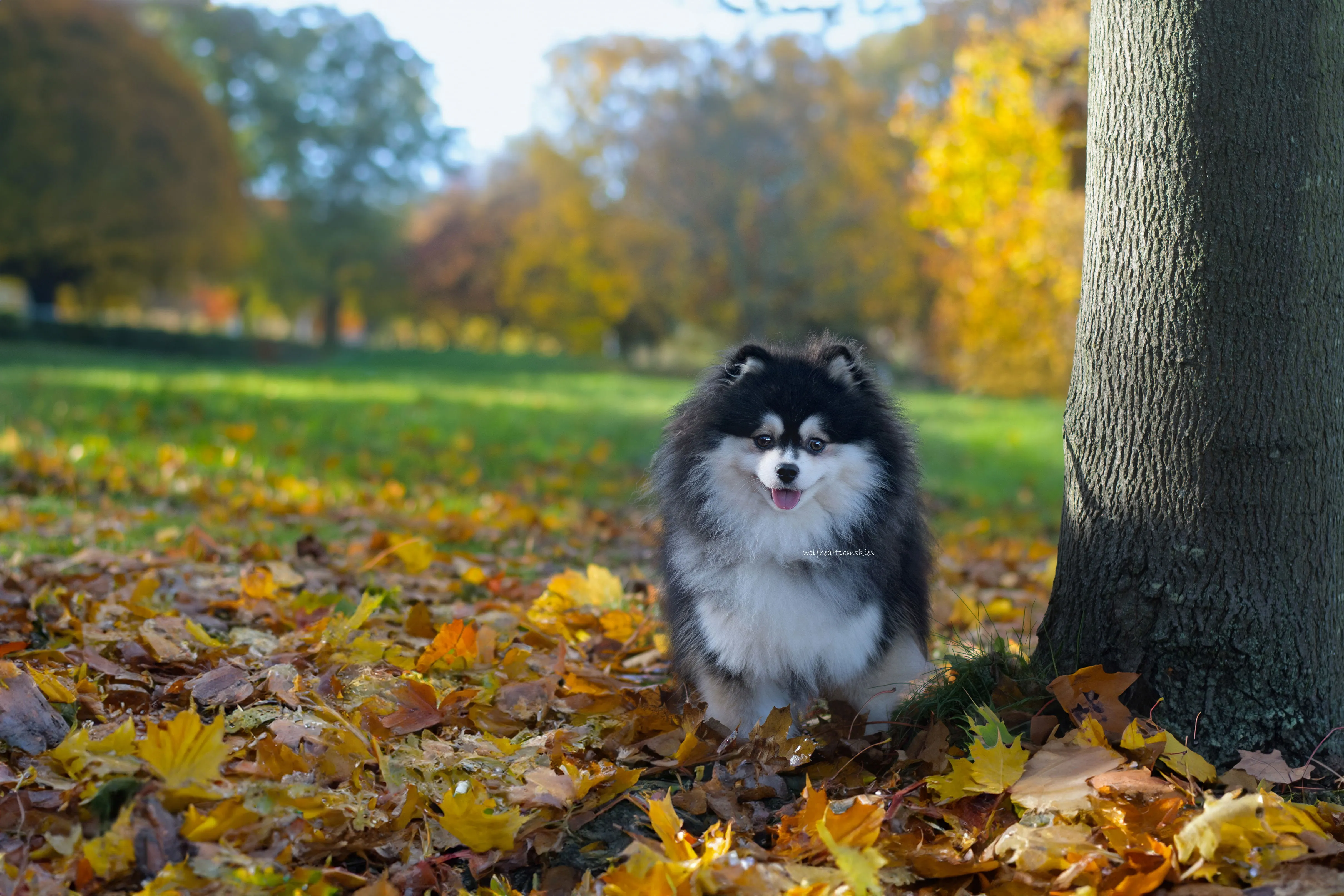 Hendrix, a small Pomsky