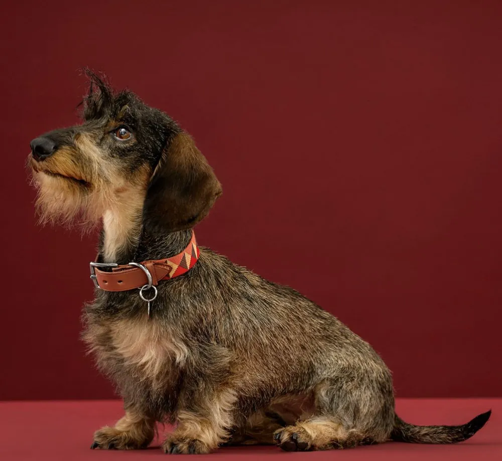 Hermès Medor studded leather dog collar