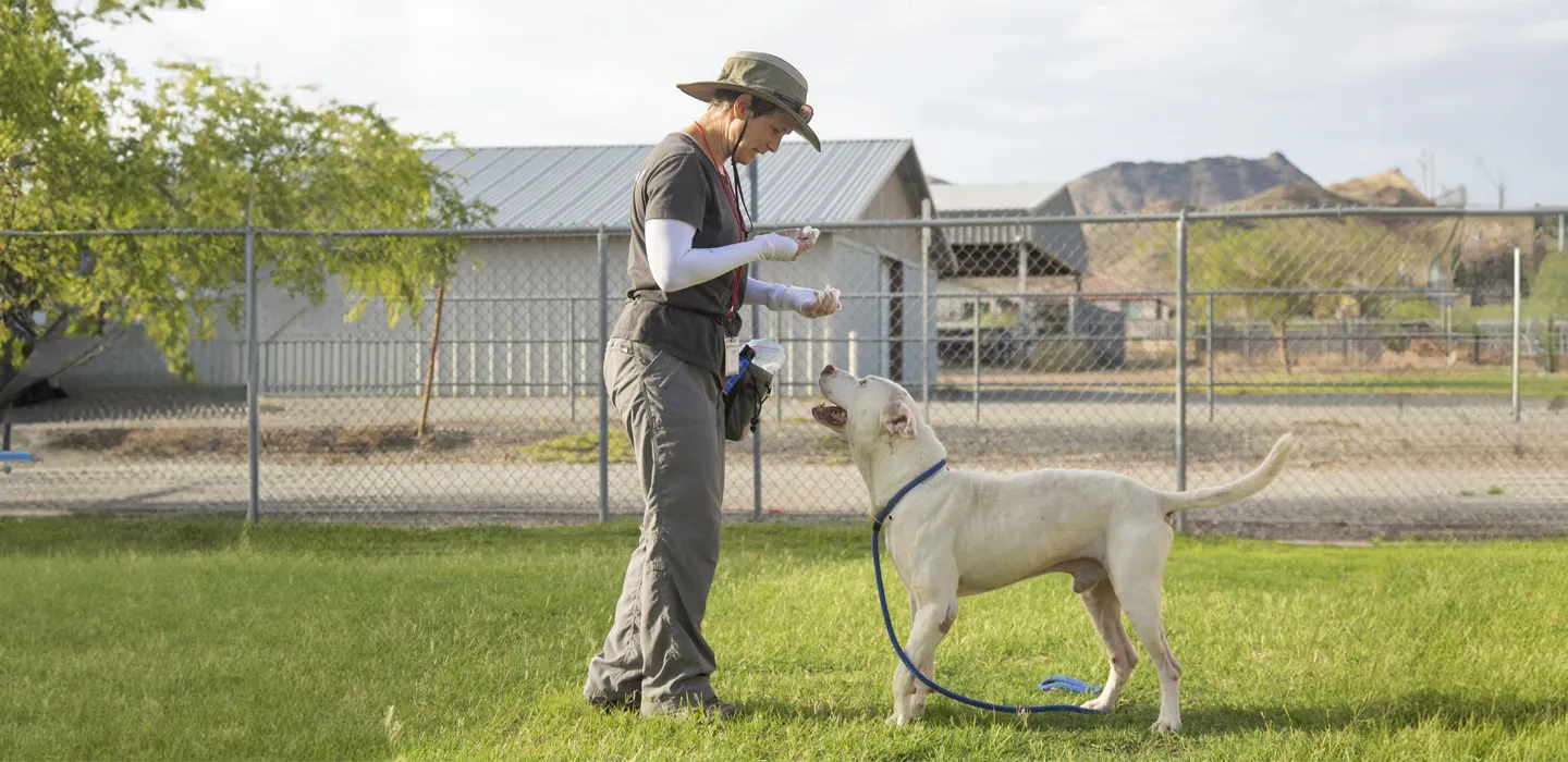 Hero image of dogs in a training environment