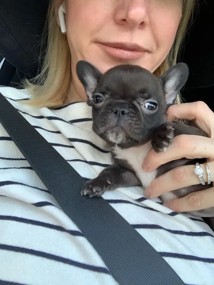 Historical pocket Frenchie lineage photo