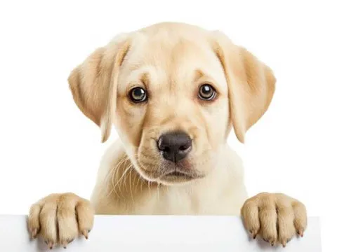 How Probiotics Can Support Immune and Dog's Gut Health