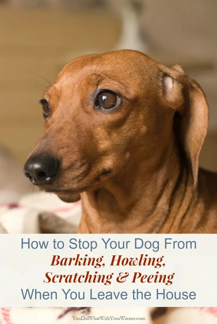 How to stop your dog from being anxious when you leave