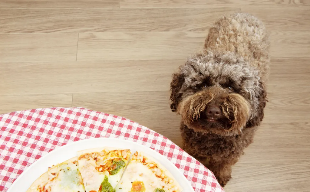 Human Foods Dogs Can Eat