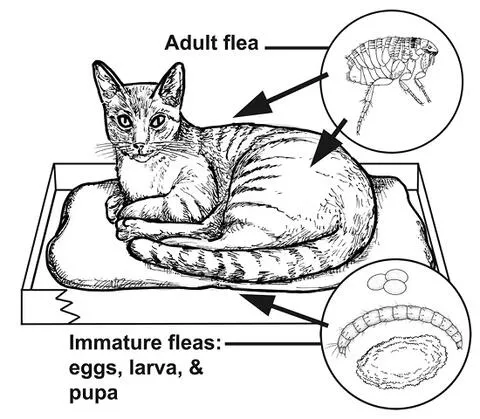 Illustration of a cat resting in its bed, with insets showing flea eggs, larvae, pupae, and an adult flea.