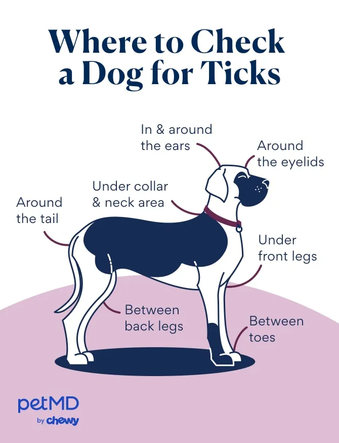 Illustration showing key areas to check for ticks on a dog's body