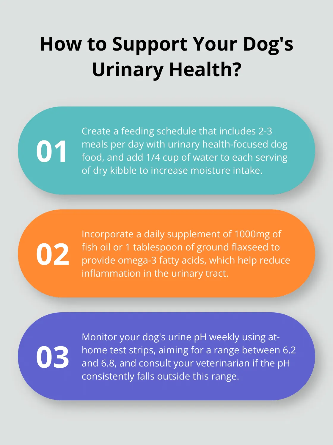 Infographic: How to Support Your Dog