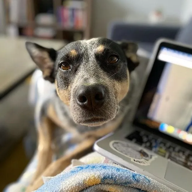 Instagram post applying 5 Love Languages to dog ownership