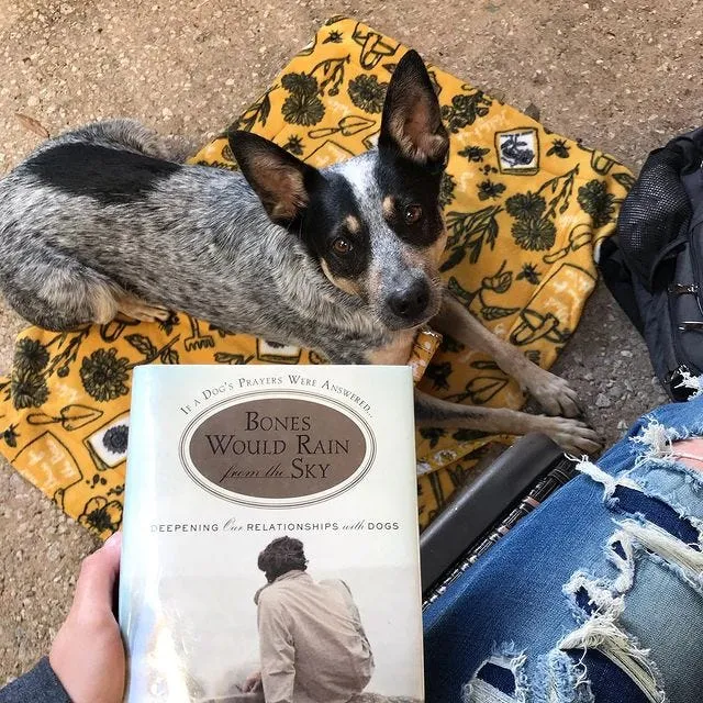 Instagram post reflecting on Bones Would Rain From the Sky book insights