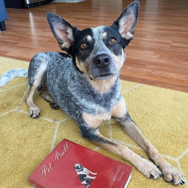 Instagram post sharing initial takeaways from Pit Bull book