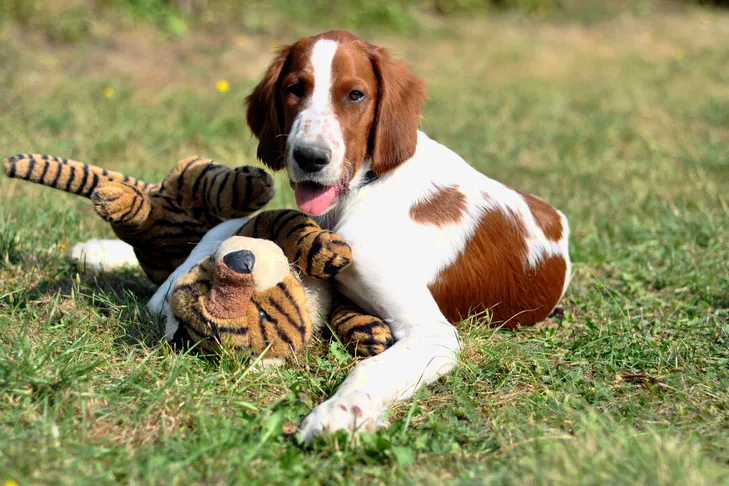 Irish Red and White Setter laying in the grass with a stuffed toy.
