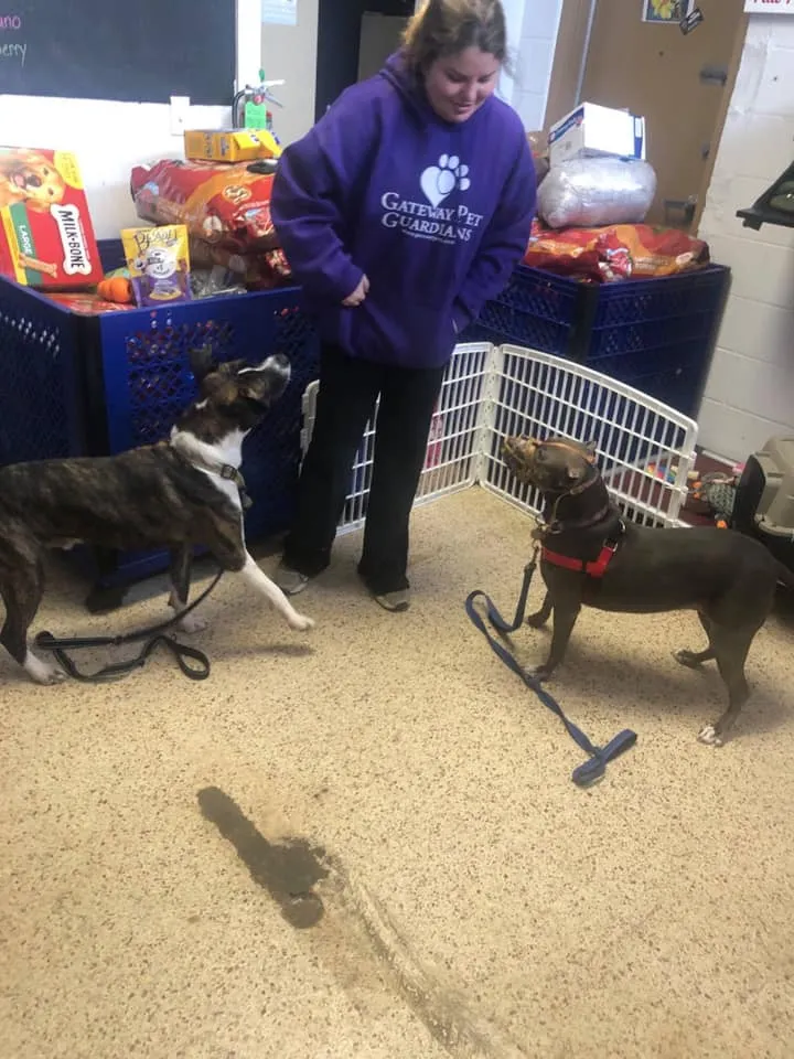 Jackie Muzzled Playgroup