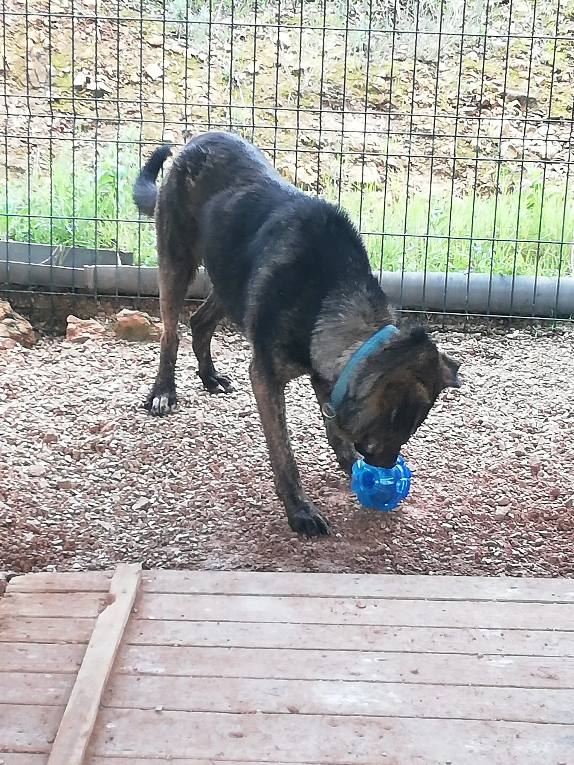 Jambo chewing Kong treat ball thumbnail