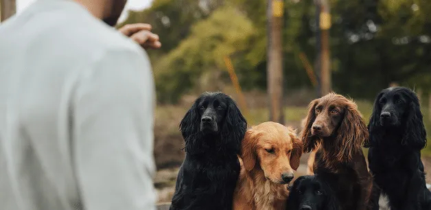 James Middleton training his working cocker spaniels
