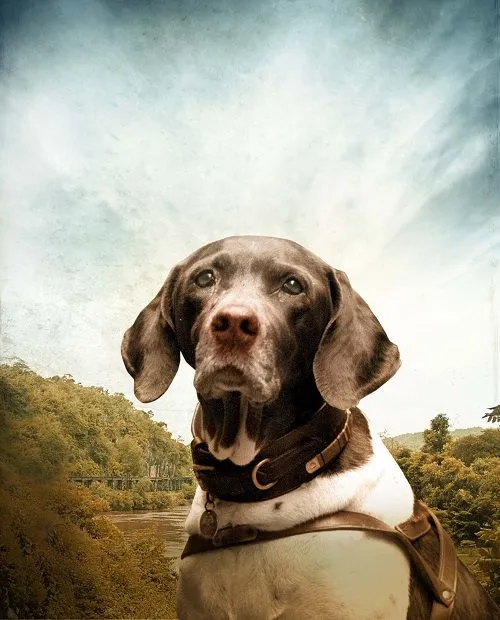 Judy the heroic WWII pointer dog receiving recognition