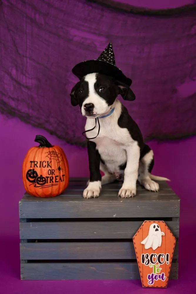 Kobra, joyful 14-week-old Cattle Dog Mix puppy who loves snuggling